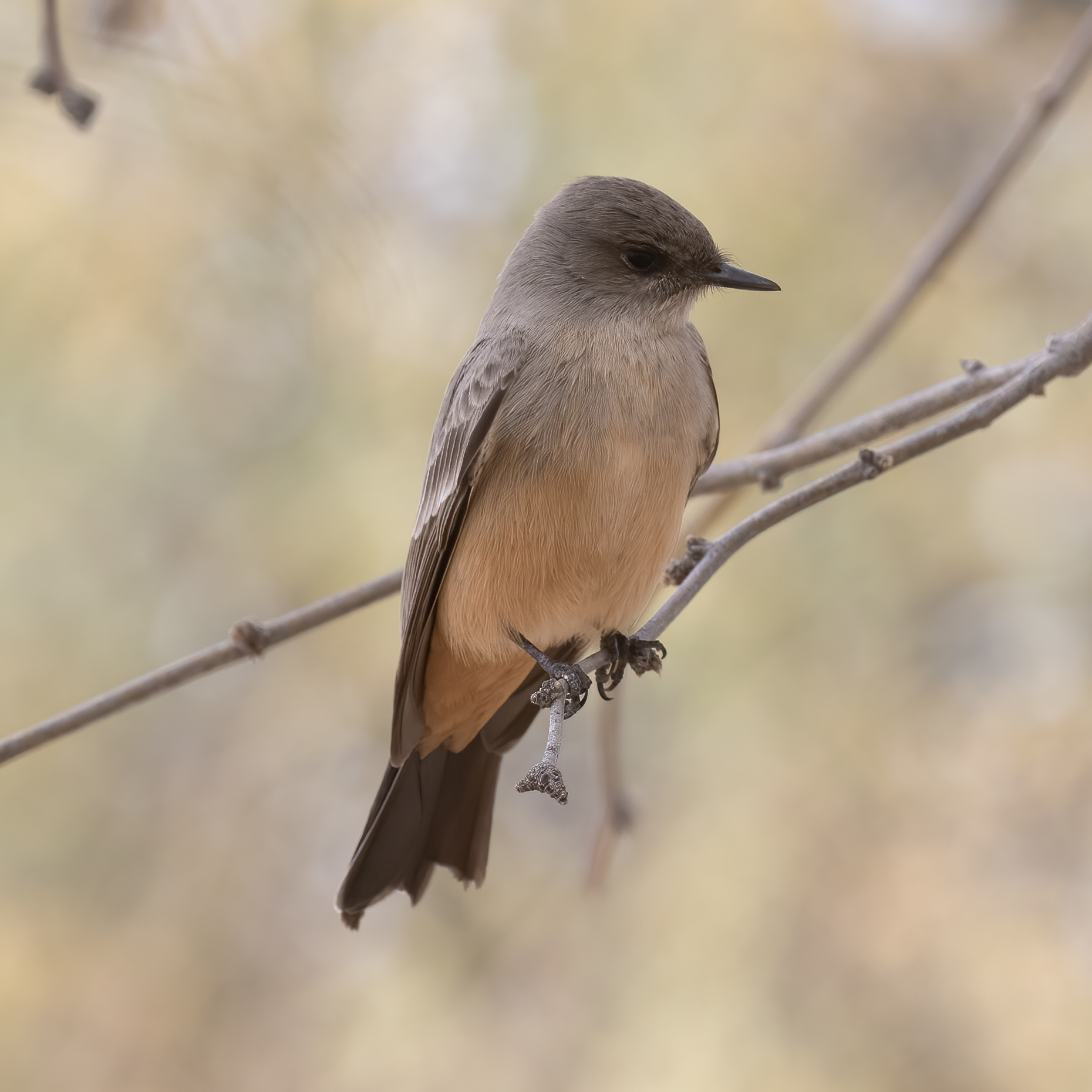 Say's Phoebe photo by GH Rosenberg